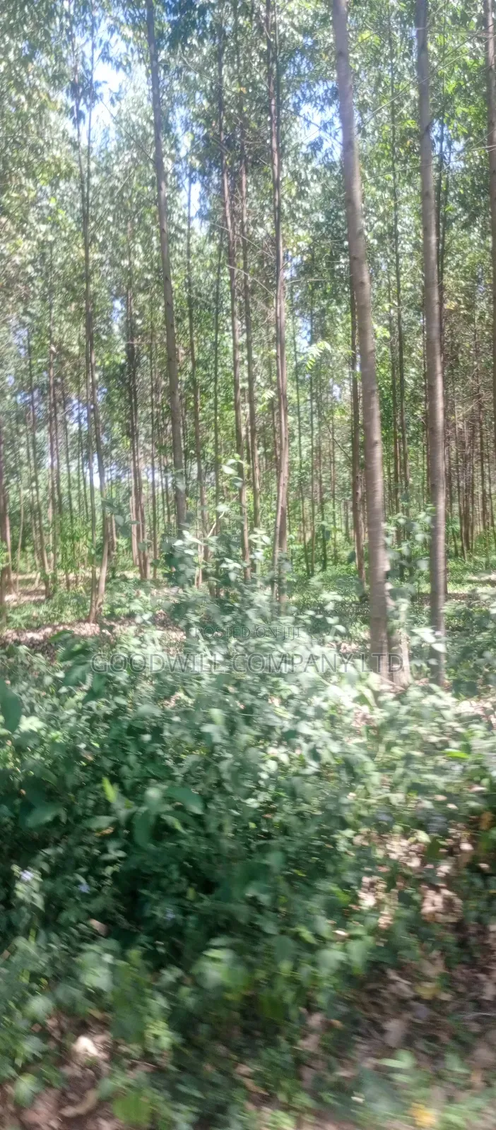 50*100 Plots in Namengo Kyabakade