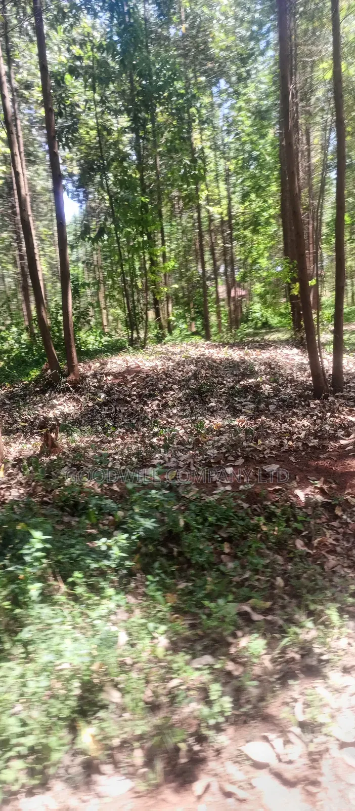 50*100 Plots in Namengo Kyabakade
