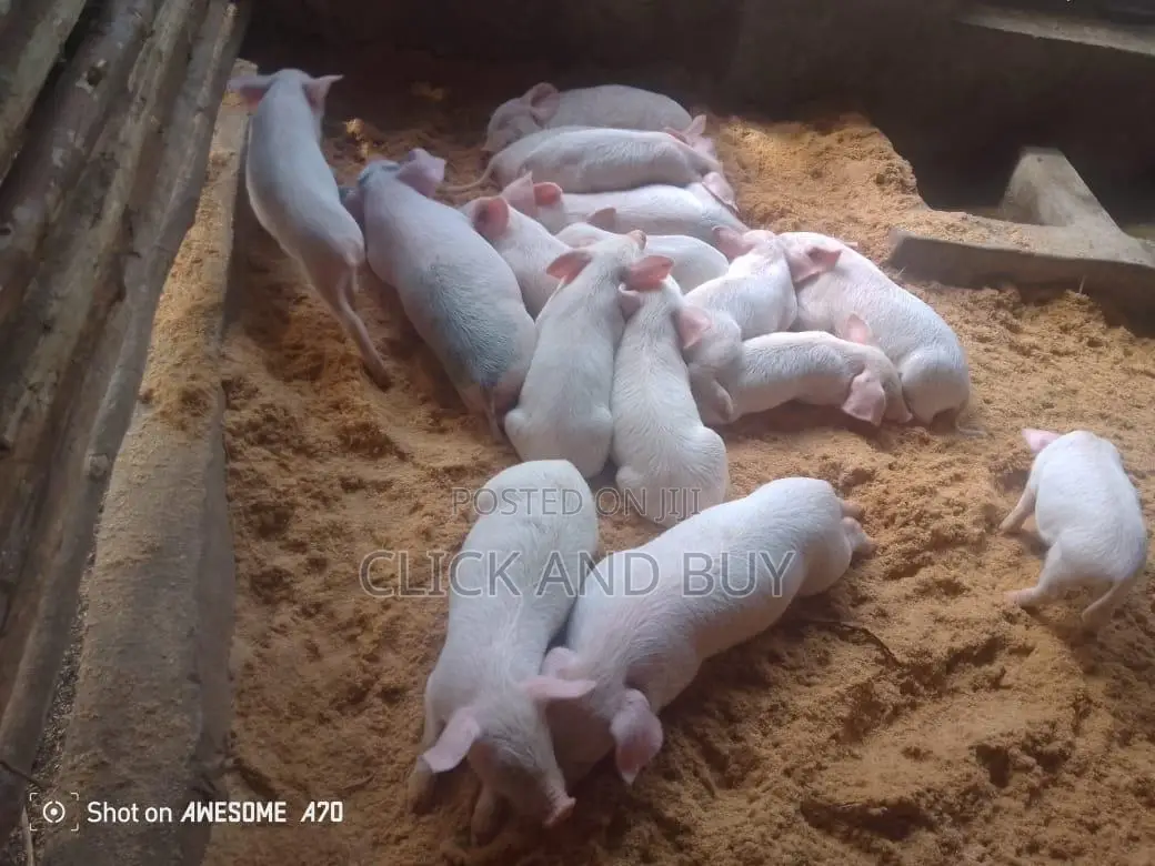 Long White Pigs/Piglets