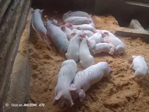Long White Pigs/Piglets