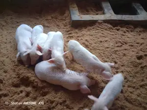 Long White Pigs/Piglets