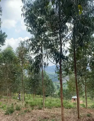 Mpigi Mpenja