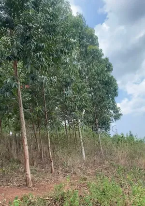 Mpigi Mpenja