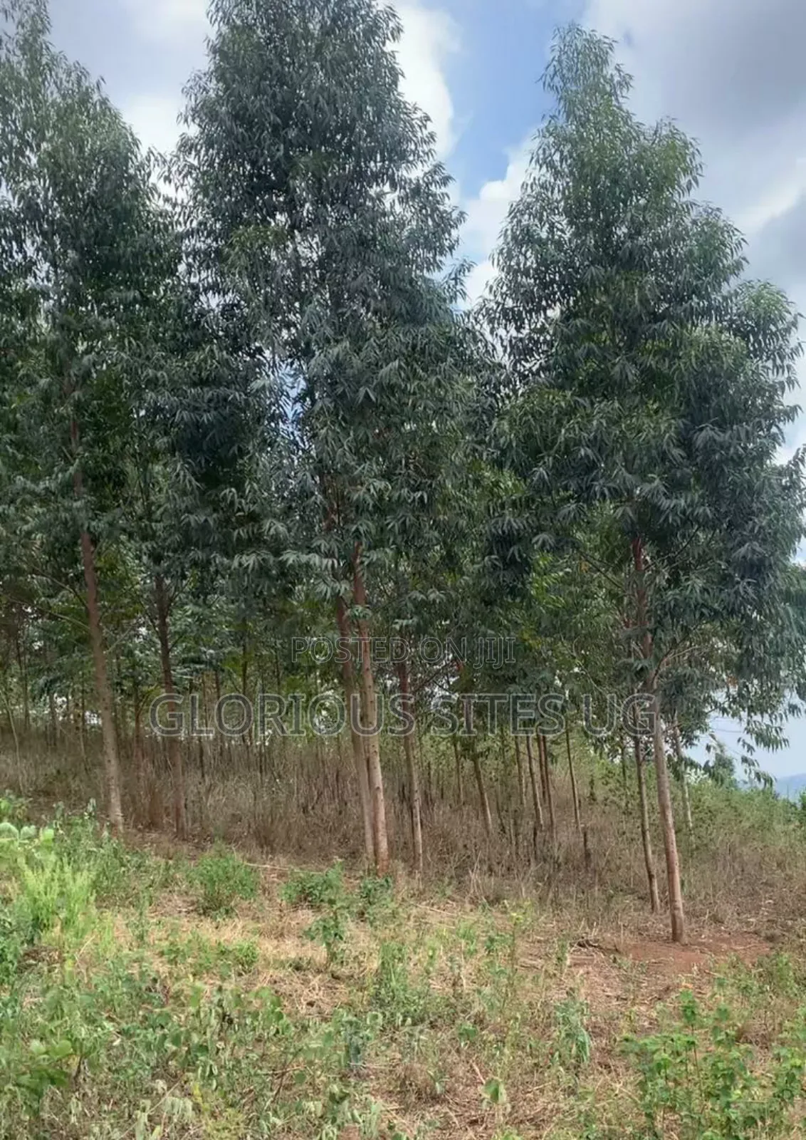 Mpigi Mpenja