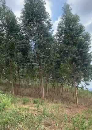 Mpigi Mpenja