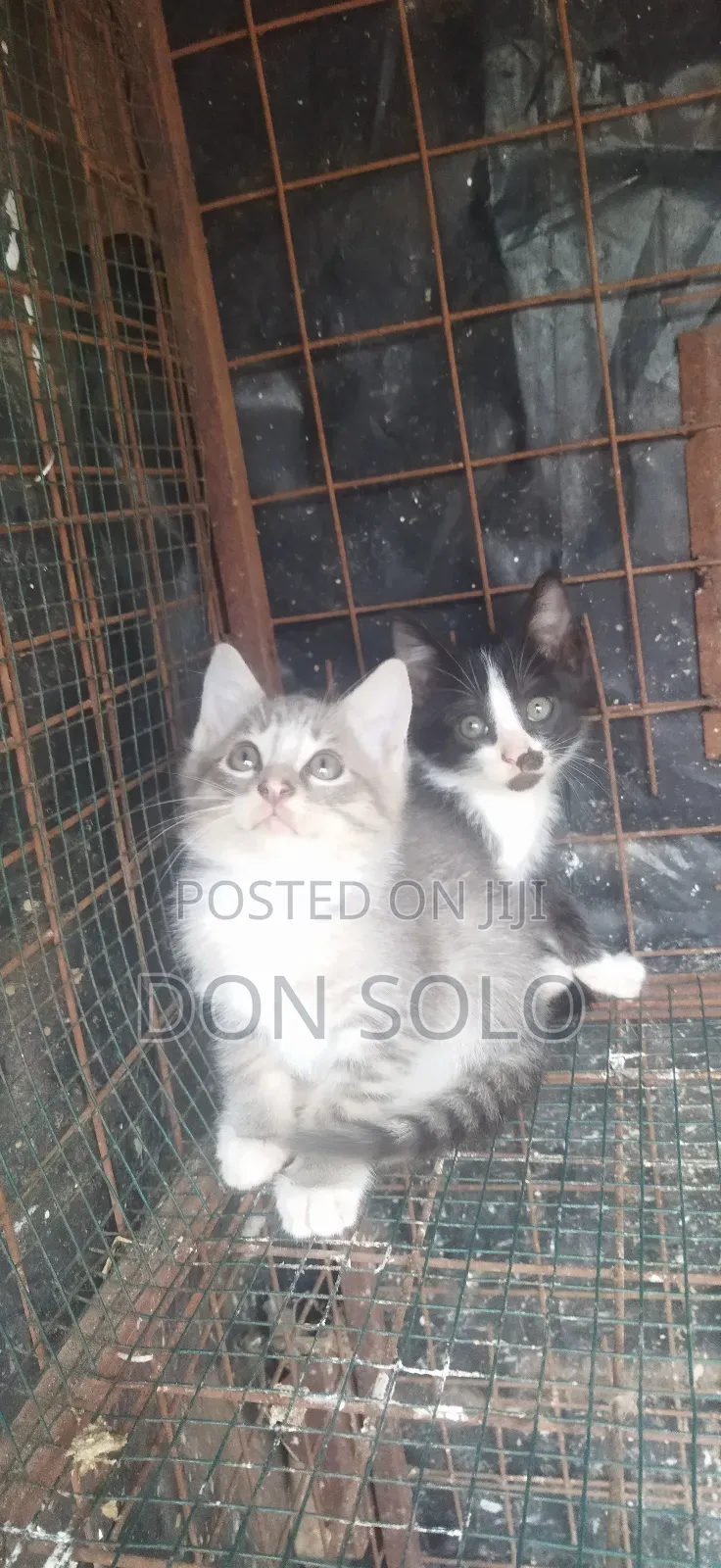 1-3 months Female Purebred Ocicat