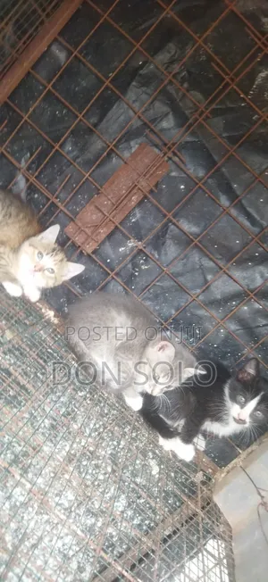 1-3 months Male Mixed Breed Devon Rex