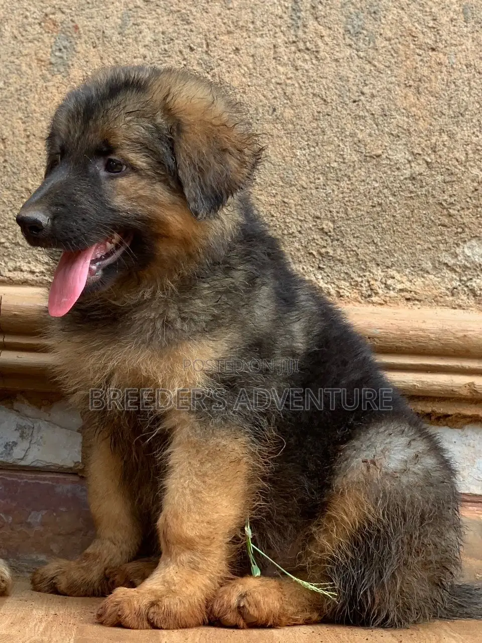 1-3 months Male Purebred German Shepherd