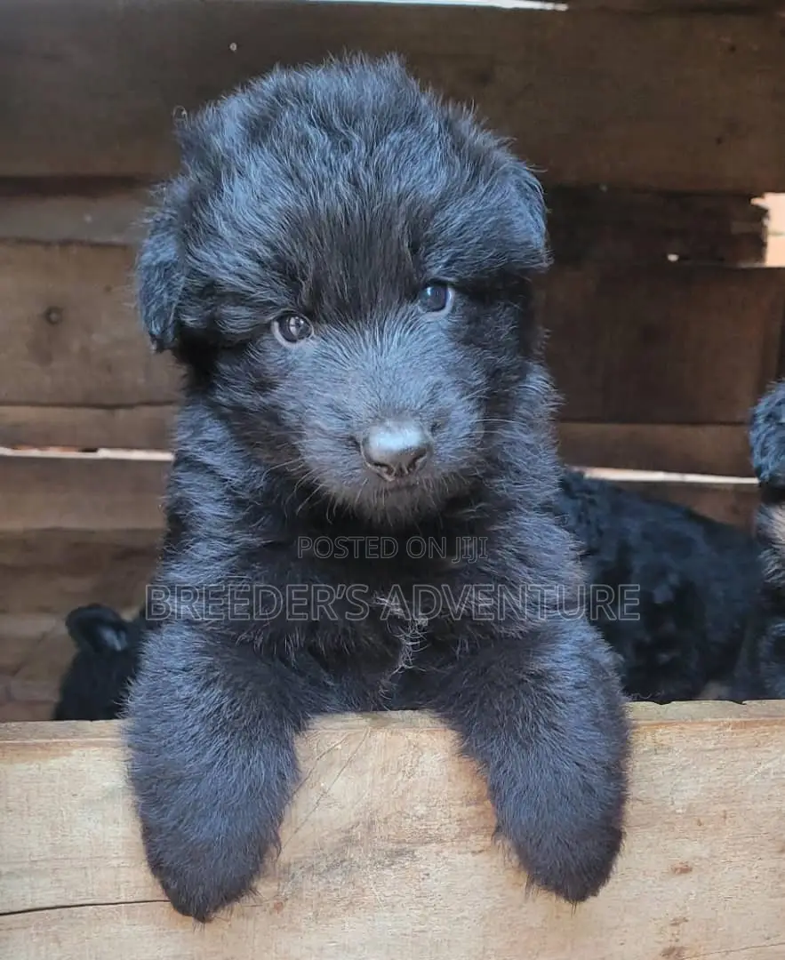 1-3 months Male Purebred German Shepherd
