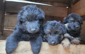 1-3 months Male Purebred German Shepherd