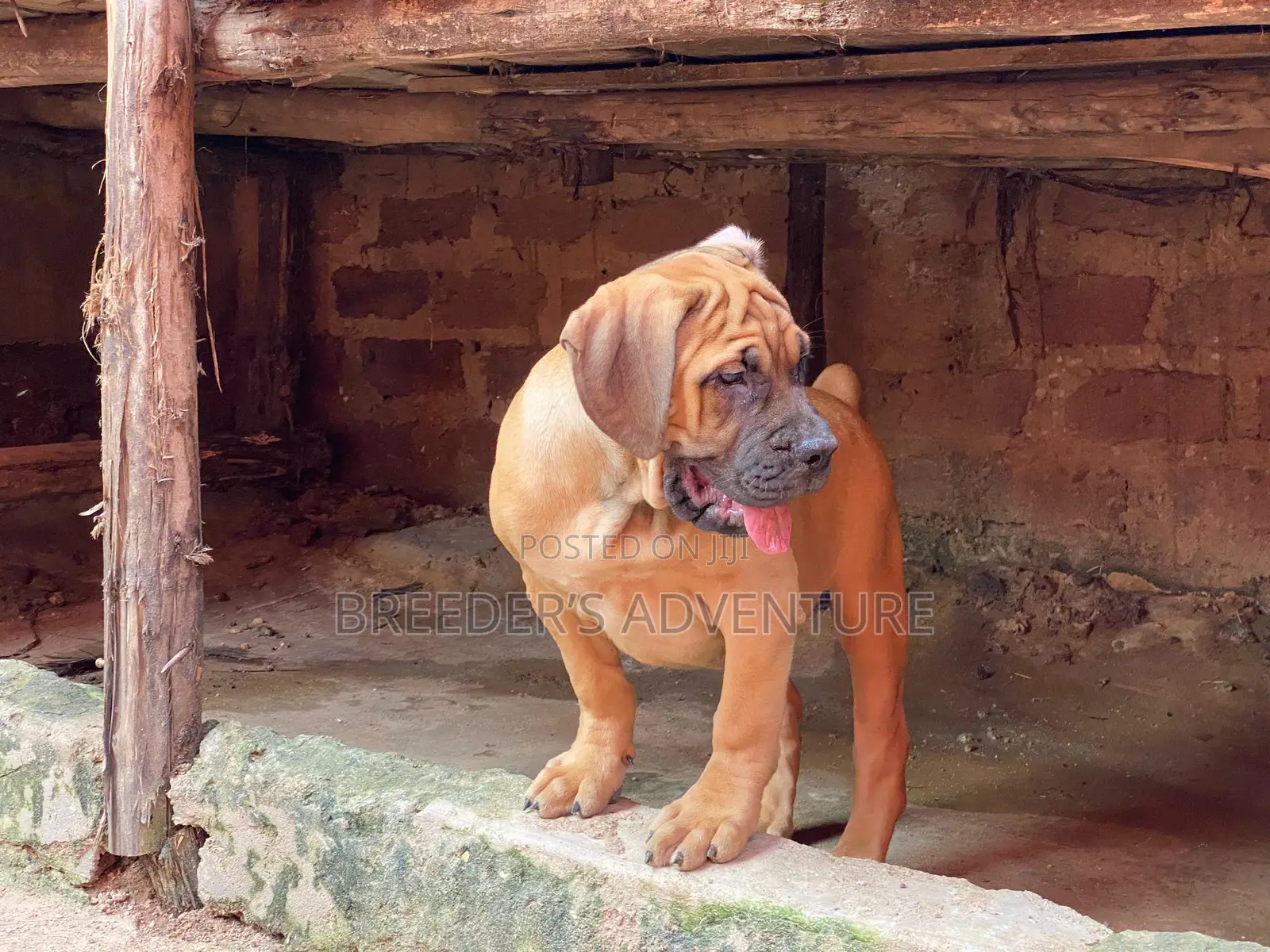 1-3 months Male Purebred Boerboel