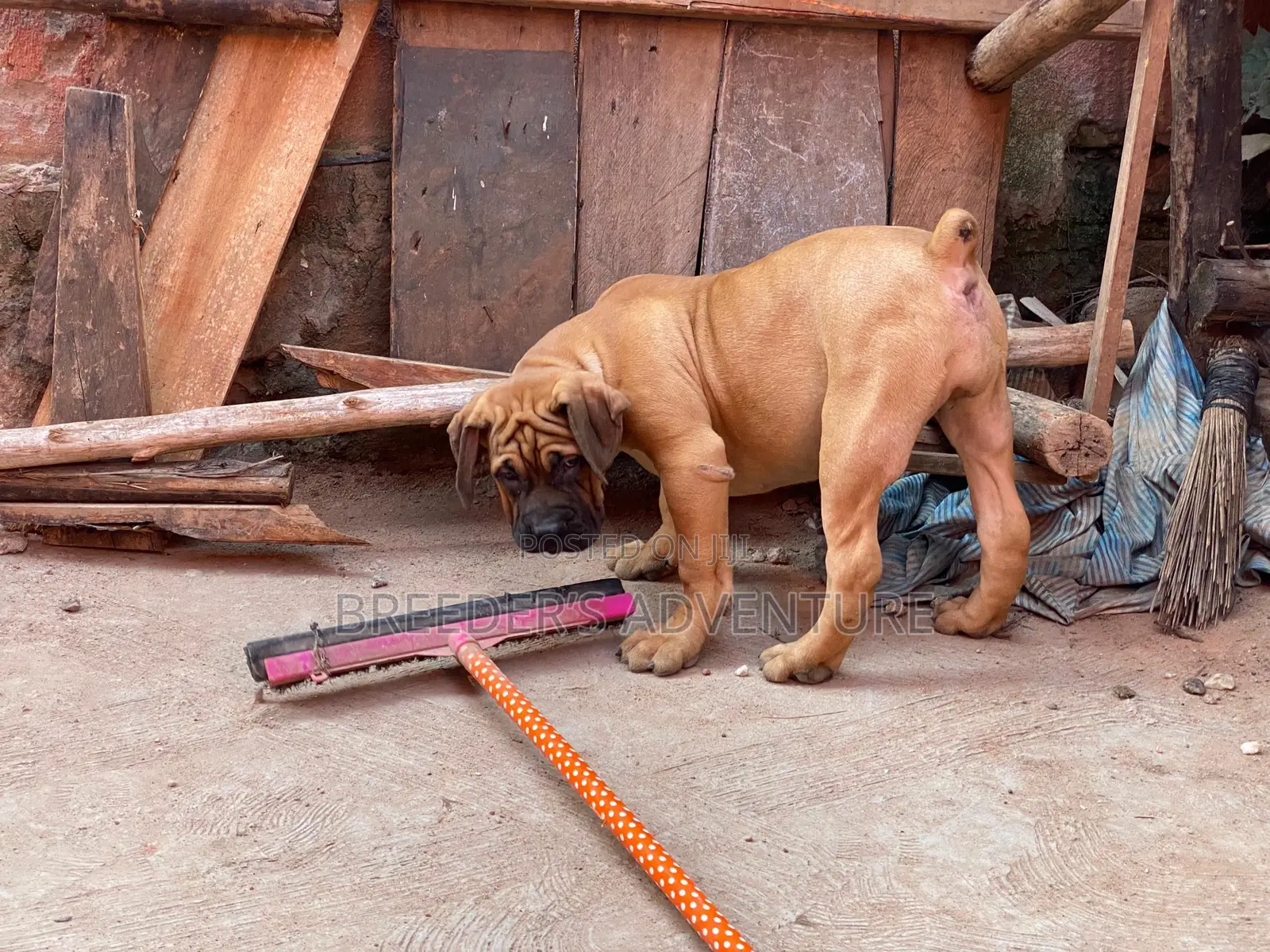 1-3 months Male Purebred Boerboel