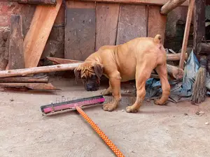 1-3 months Male Purebred Boerboel