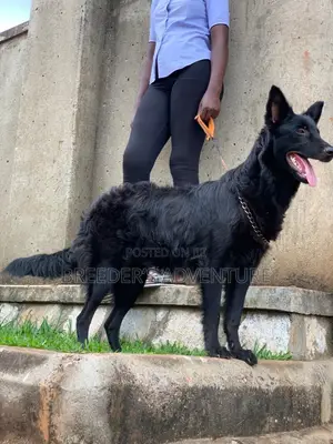 3-6 months Male Purebred German Shepherd