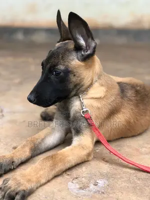 1-3 months Male Purebred Belgian Malinois