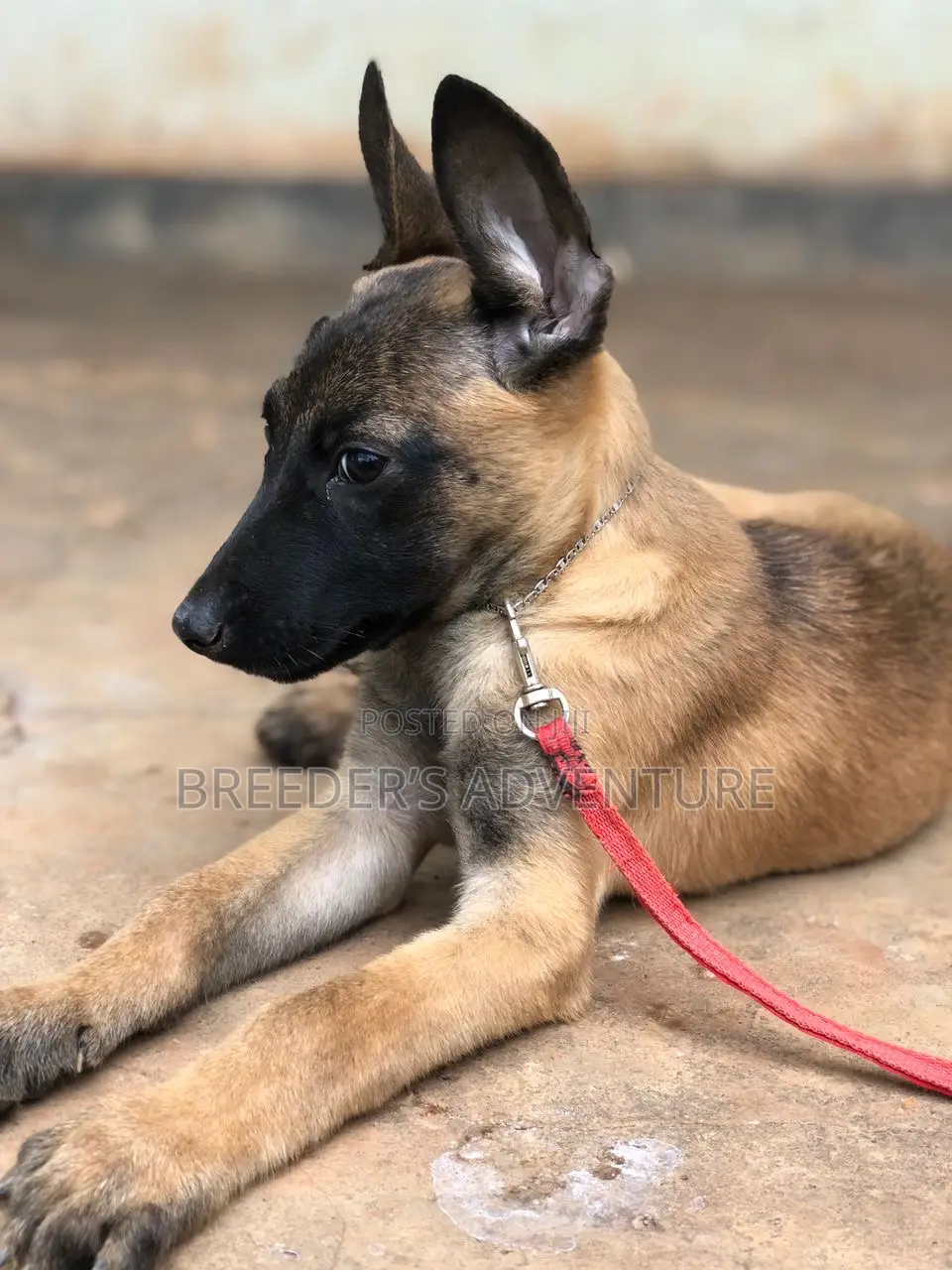 1-3 months Male Purebred Belgian Malinois