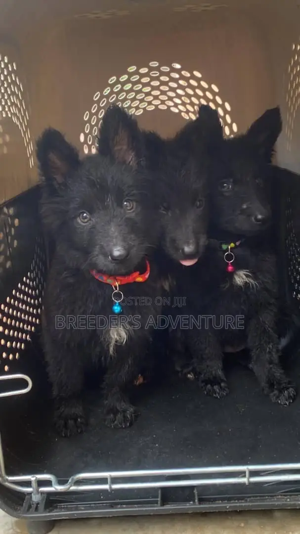 1-3 months Male Purebred German Shepherd