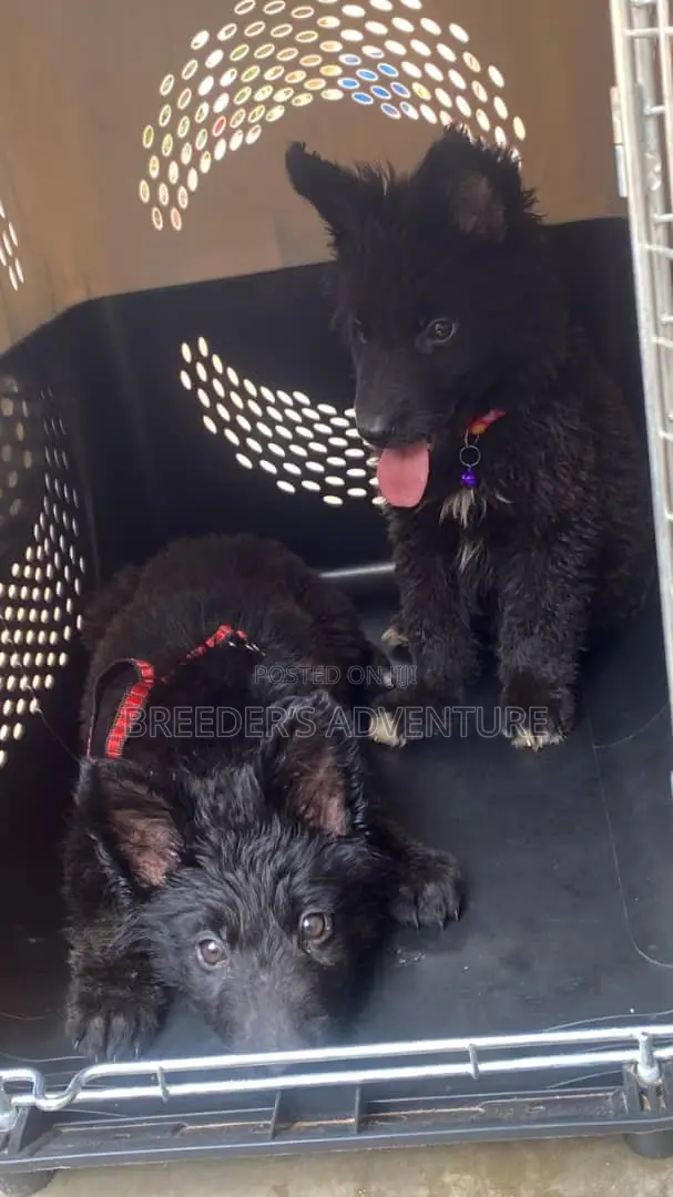 1-3 months Male Purebred German Shepherd
