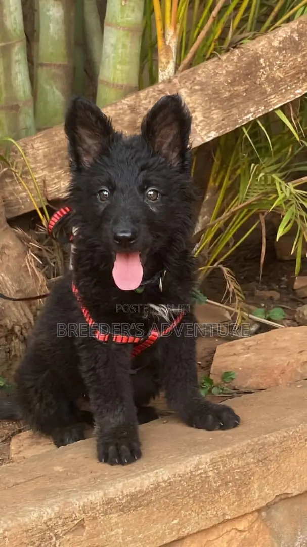 1-3 months Male Purebred German Shepherd