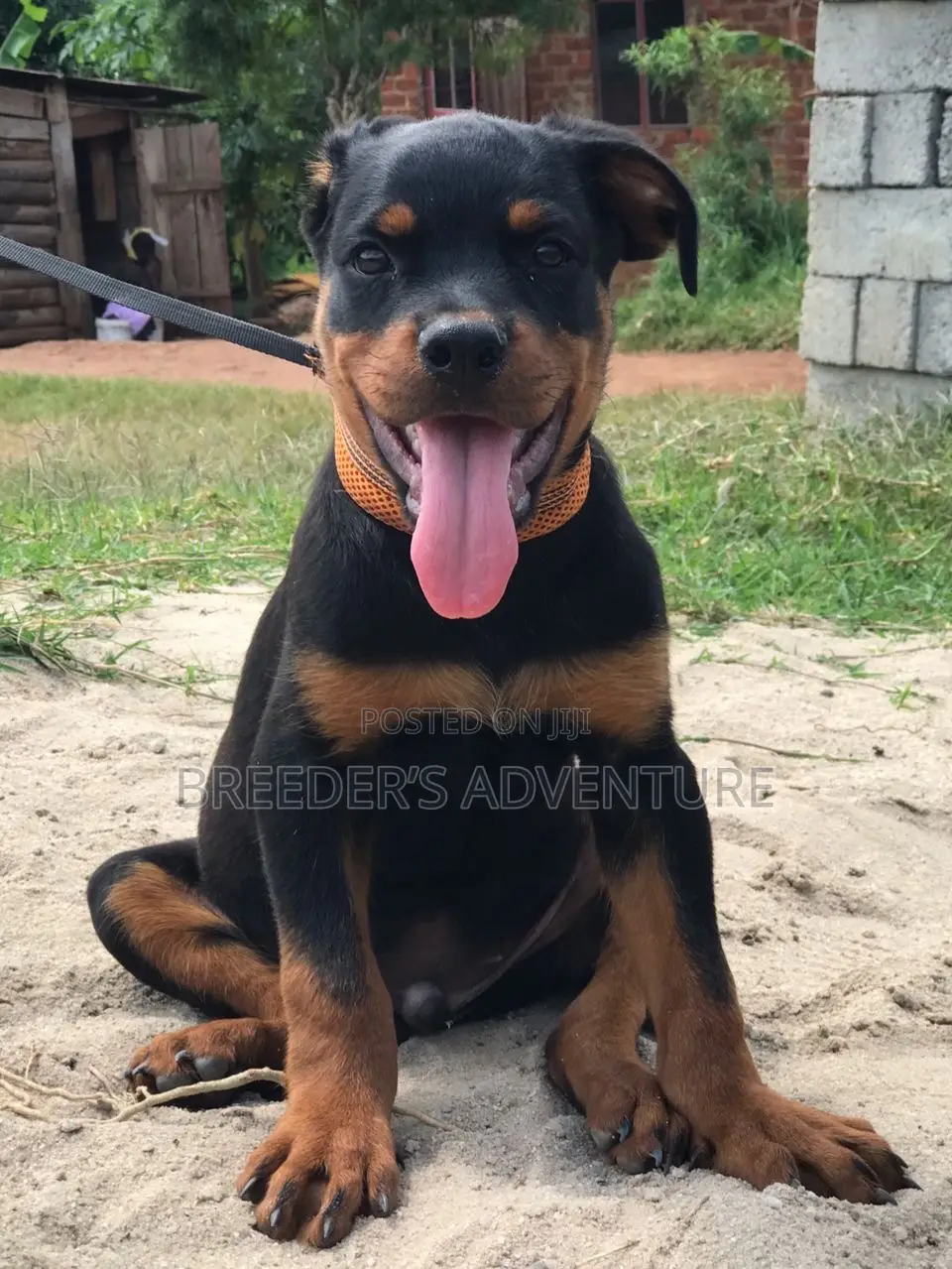 1-3 months Male Purebred Rottweiler
