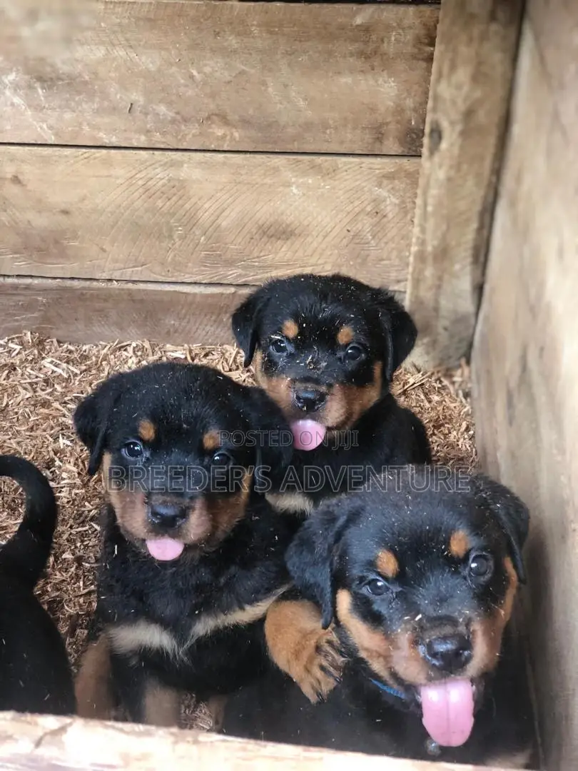 1-3 months Female Purebred Rottweiler