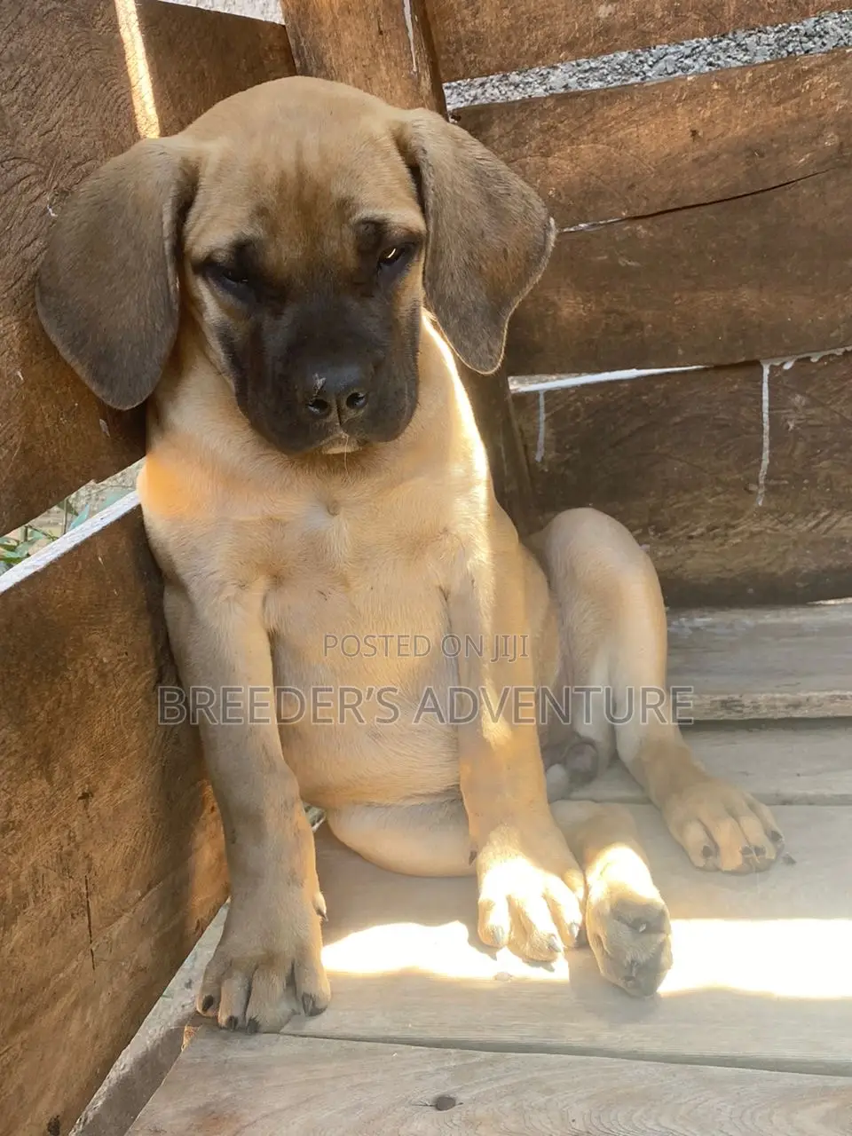1-3 months Male Purebred Boerboel