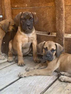 1-3 months Male Purebred Boerboel