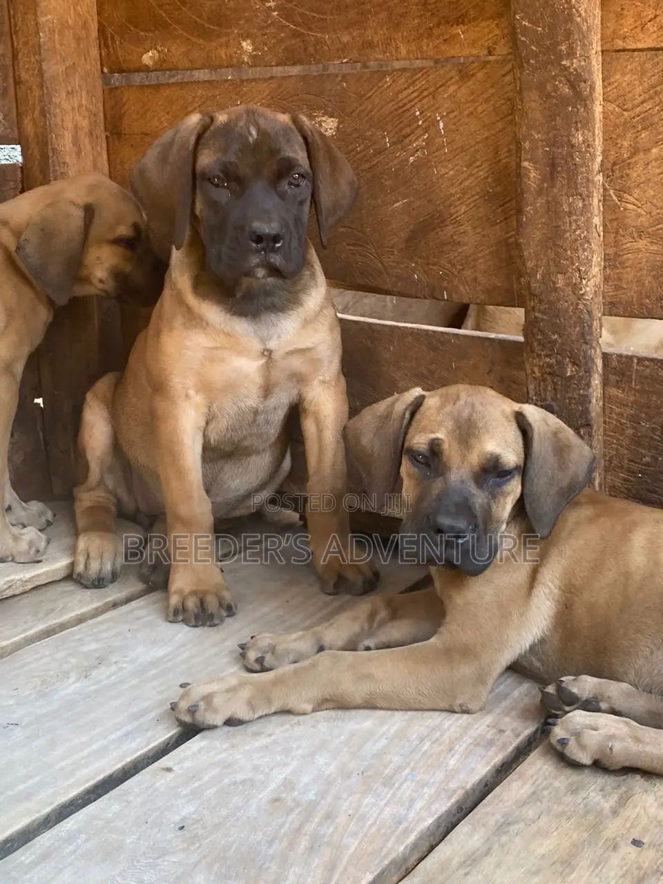 1-3 months Male Purebred Boerboel