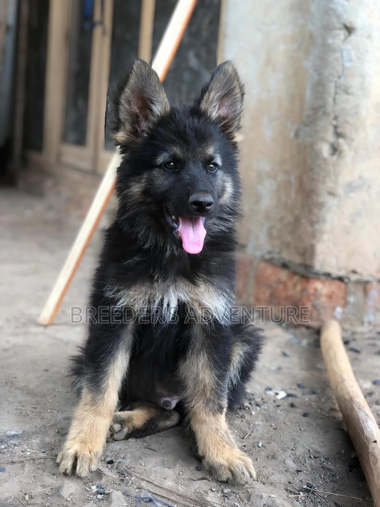 1-3 months Male Purebred German Shepherd