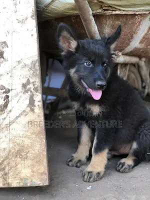 1-3 months Male Purebred German Shepherd