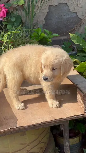 1-3 months Male Purebred Golden Retriever
