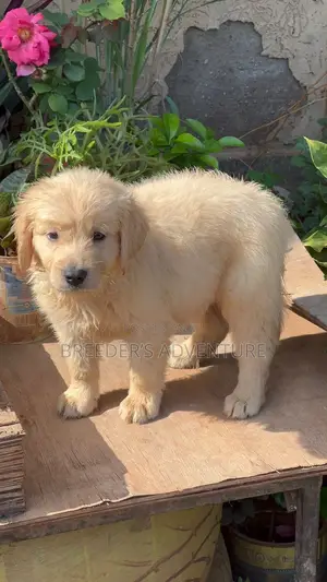 1-3 months Male Purebred Golden Retriever