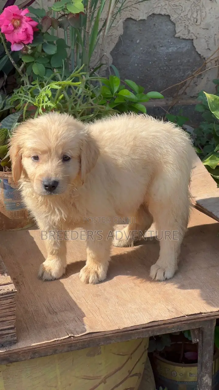 1-3 months Male Purebred Golden Retriever