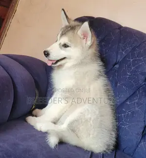 1-3 months Male Purebred Siberian Husky