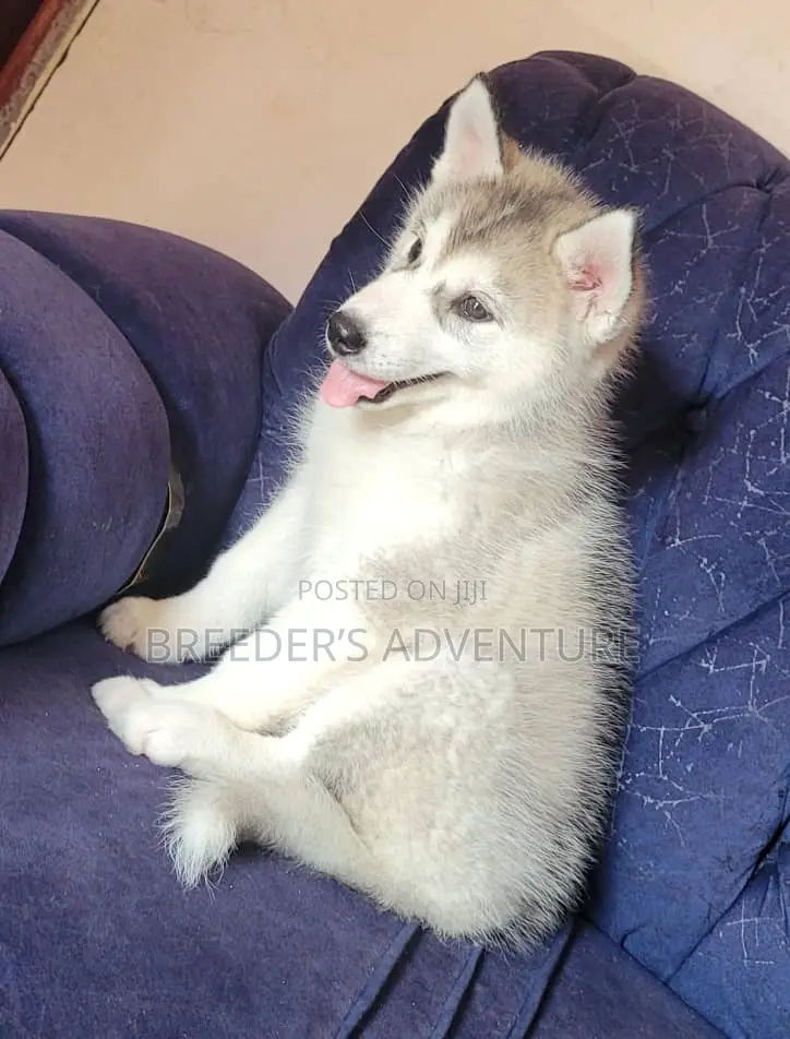 1-3 months Male Purebred Siberian Husky