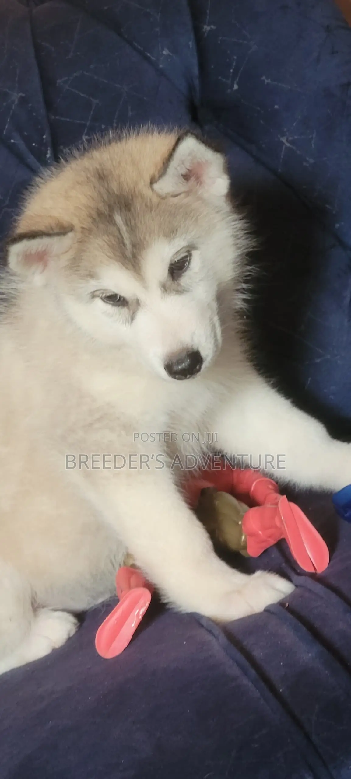 1-3 months Male Purebred Siberian Husky