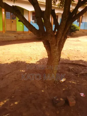 Primary School for Sale Located at Mukono Kisoga
