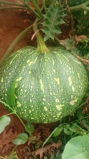 Pumpkin Fruits