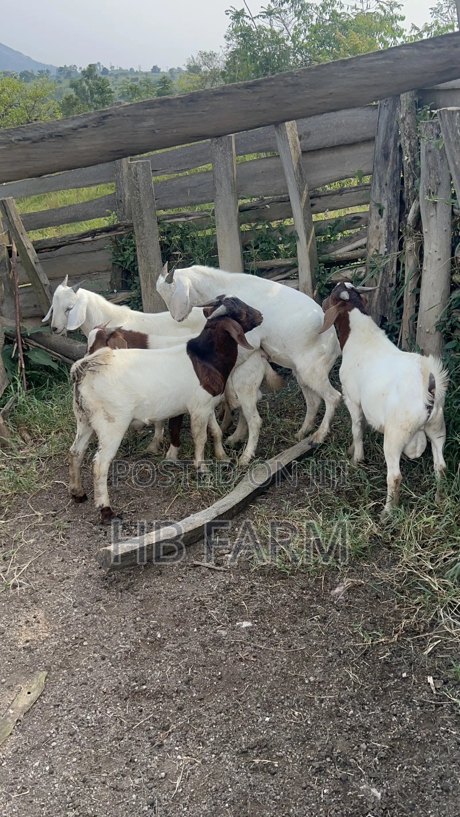 Boer and Savanna Goats