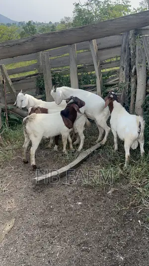 Boer and Savanna Goats