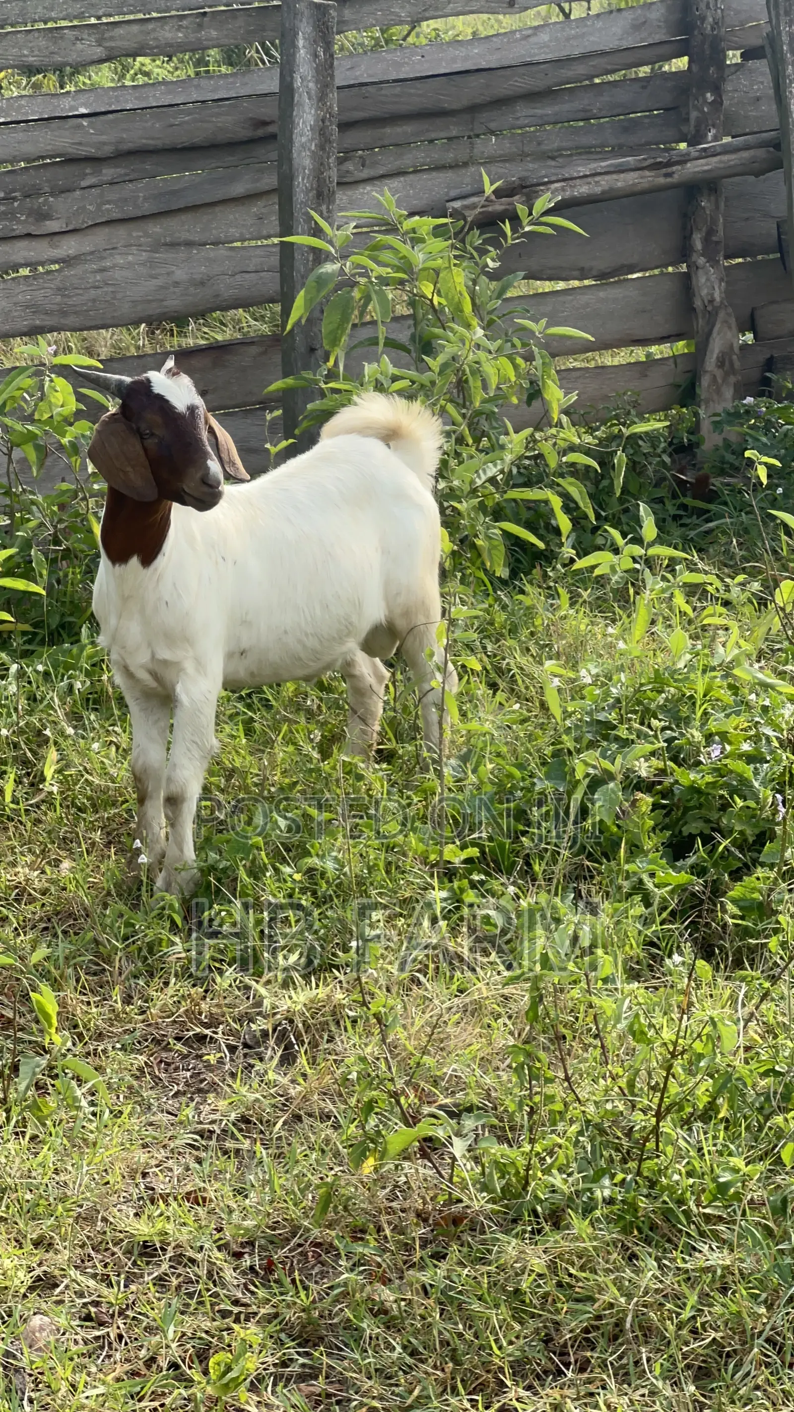 Boer and Savanna Goats