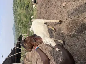 Boer and Savanna Goats