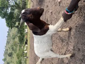 Boer and Savanna Goats