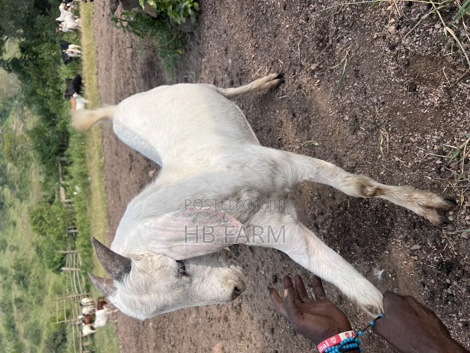 Boer and Savanna Goats