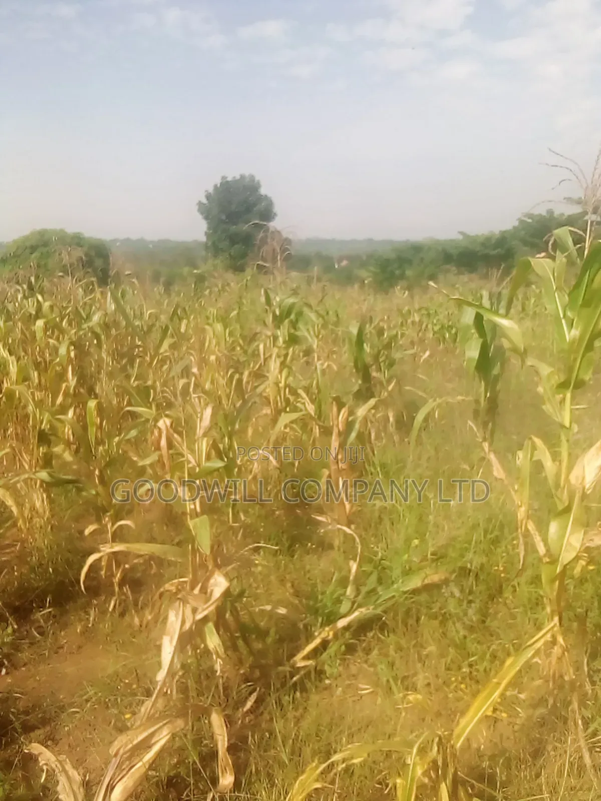 10 Acres of Land in Luwunga Kiwenda Gayaza Road
