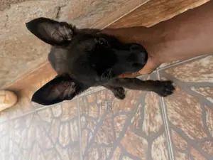 1-3 months Male Purebred Dutch Shepherd