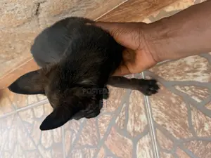 1-3 months Male Purebred Dutch Shepherd