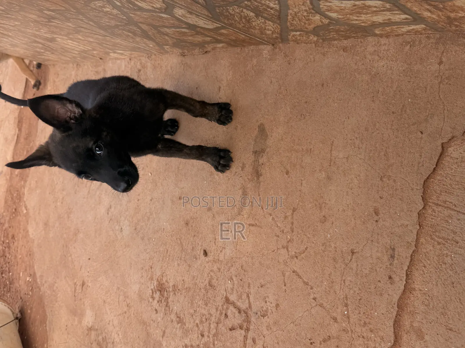 1-3 months Male Purebred Dutch Shepherd