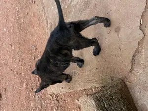 1-3 months Male Purebred Dutch Shepherd