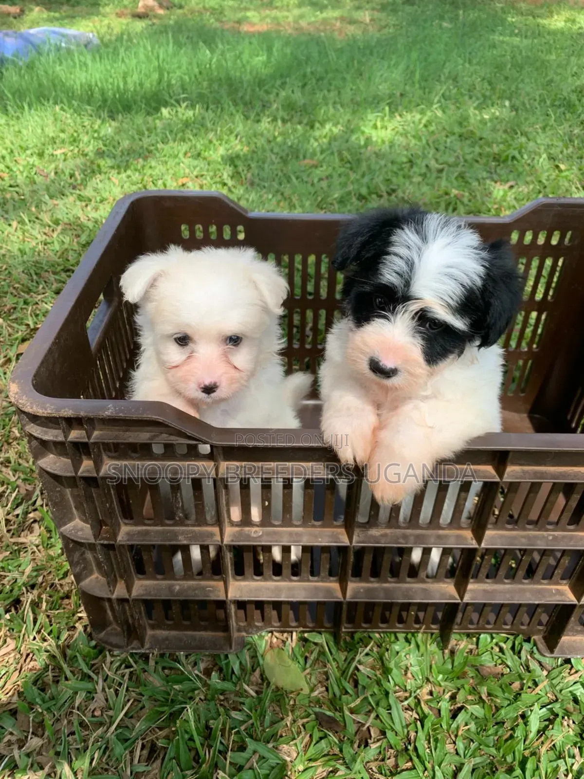 3-6 months Female Purebred Maltese